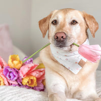 Tulip Field Bandana