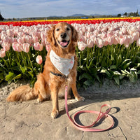 Standard Waterproof Dog Leash