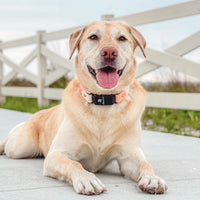 1.5" Fi Compatible Waterproof Slip Dog Collar