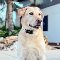 Fi Compatible Waterproof Adjustable Quick Release Collar