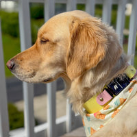 1.5" Fi Compatible Waterproof Non-Adjustable Quick Release Collar