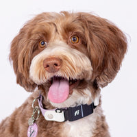 Fi Compatible Waterproof Adjustable Quick Release Collar