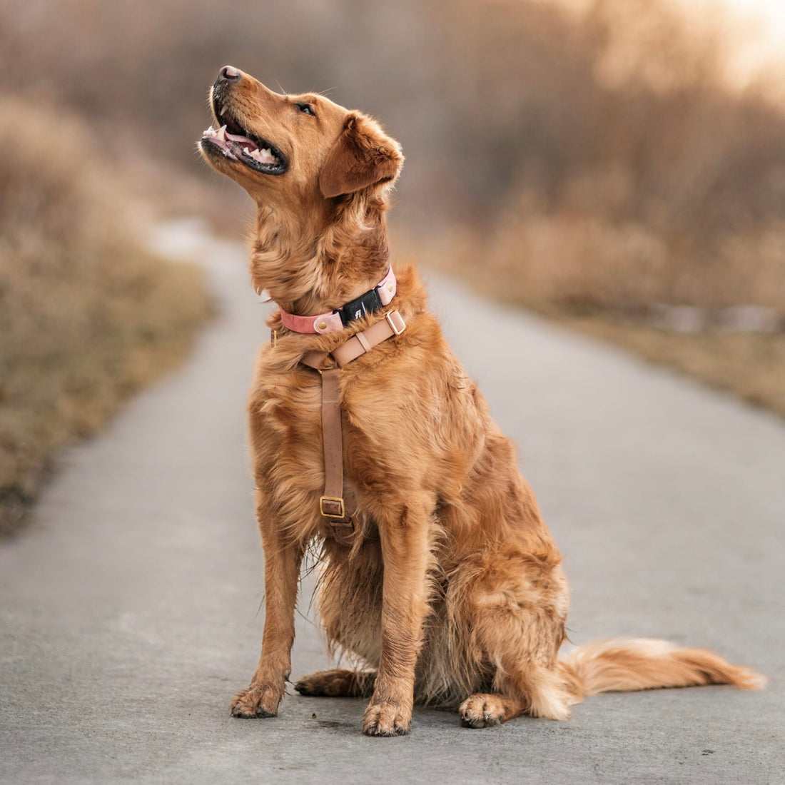 Brown Waterproof Dog Harness