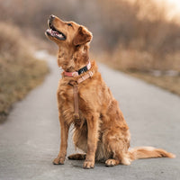 Brown Waterproof Dog Harness