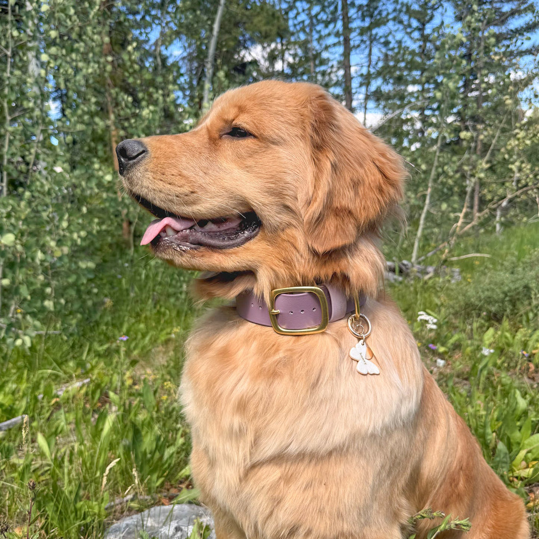 1.5" Waterproof Classic Buckle Dog Collar