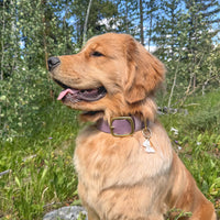 1.5" Waterproof Classic Buckle Dog Collar