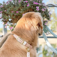 Waterproof Classic Buckle Dog Collar