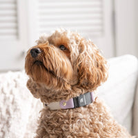 Fi Compatible  Waterproof Classic Collar