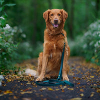 Standard Waterproof Dog Leash