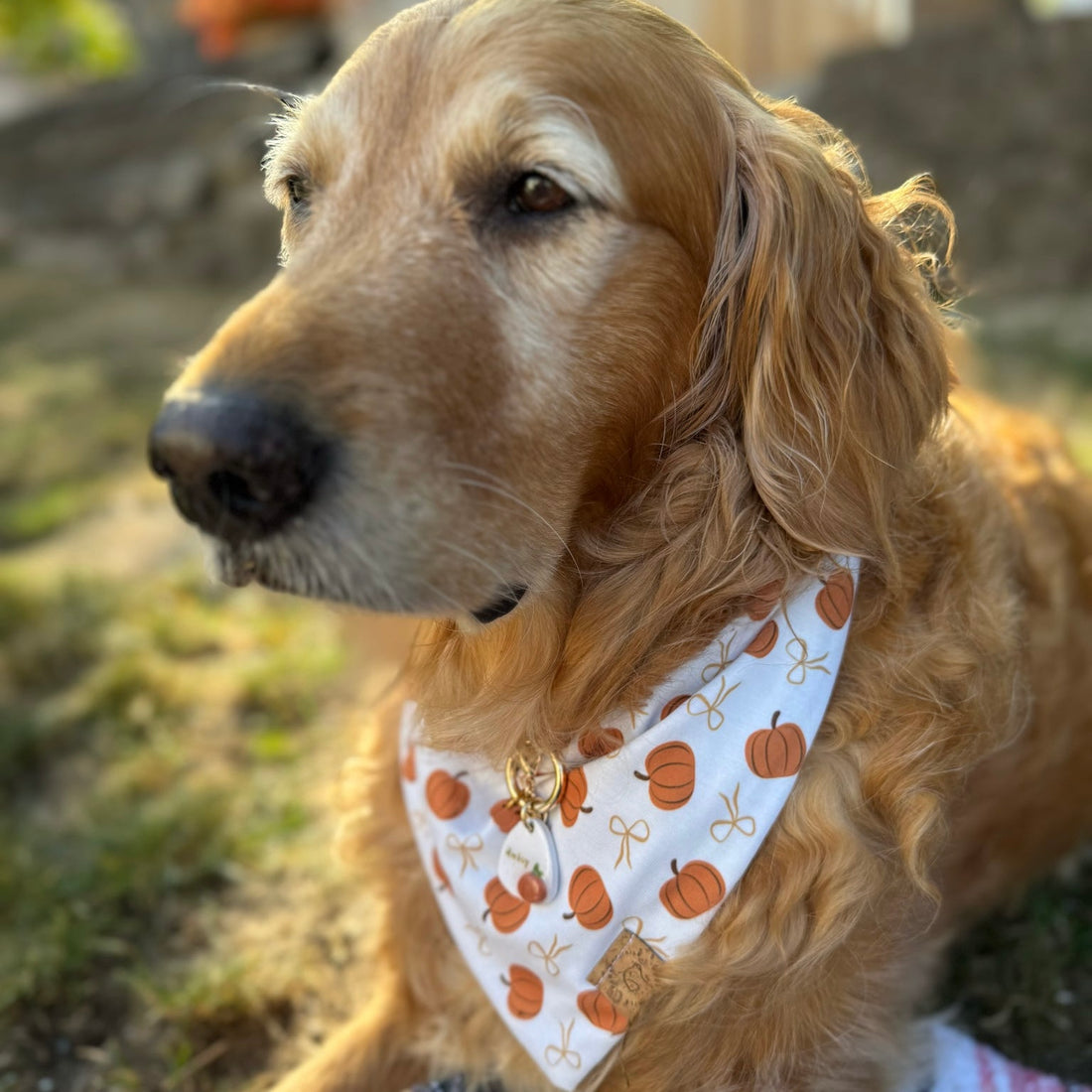 Pumpkin Charm Bandana