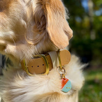 1.5" Two-Tone Waterproof Classic Buckle Dog Collar