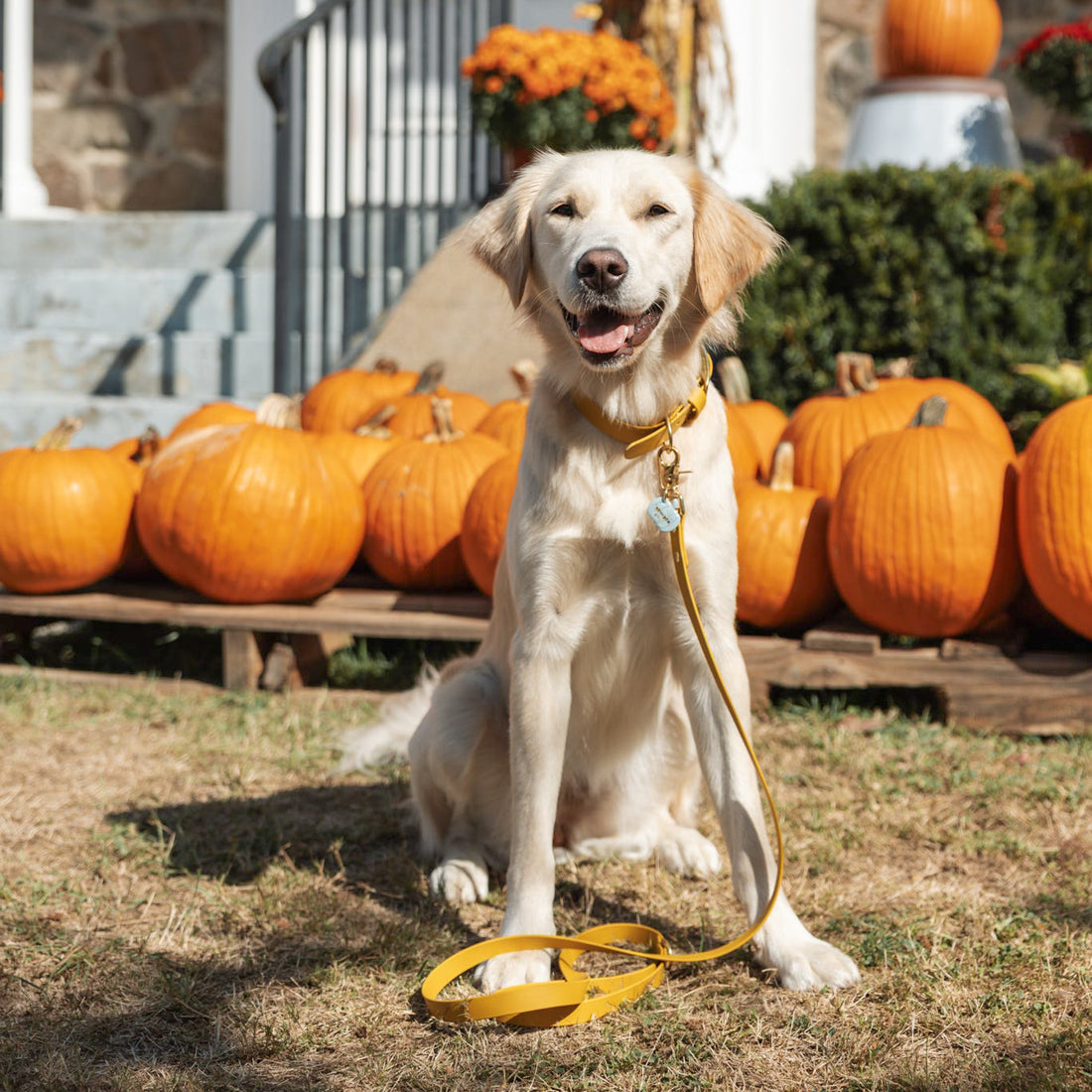 Standard Waterproof Dog Leash
