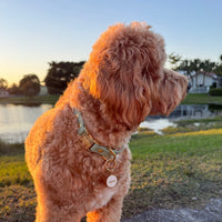 Waterproof Non-Adjustable Quick Release Collar