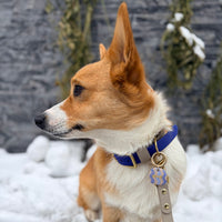 Two-Tone Waterproof Classic Buckle Dog Collar