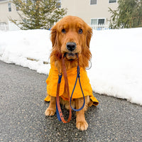 Two-Tone Waterproof Dog Leash