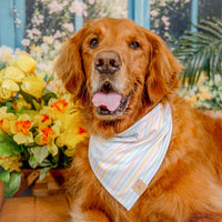 Spring Sorbet Bandana