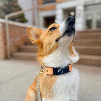 Fi Compatible Waterproof Classic Buckle Dog Collar