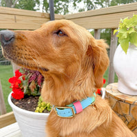 Two-Tone Waterproof Classic Buckle Dog Collar