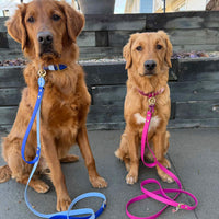 Two-Tone Waterproof Dog Leash