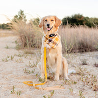 Two-Tone Waterproof Dog Leash
