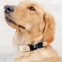 Fi Compatible Waterproof Adjustable Quick Release Collar