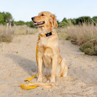 Two-Tone Waterproof Dog Leash