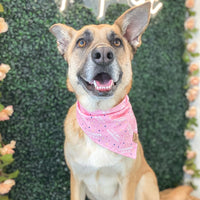 BarkDay Pink Bandana