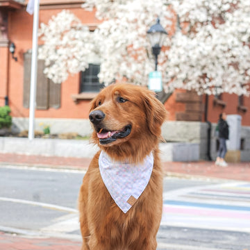 Bluebell Gingham Bandana