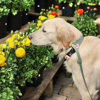 Standard Waterproof Slip Dog Leash
