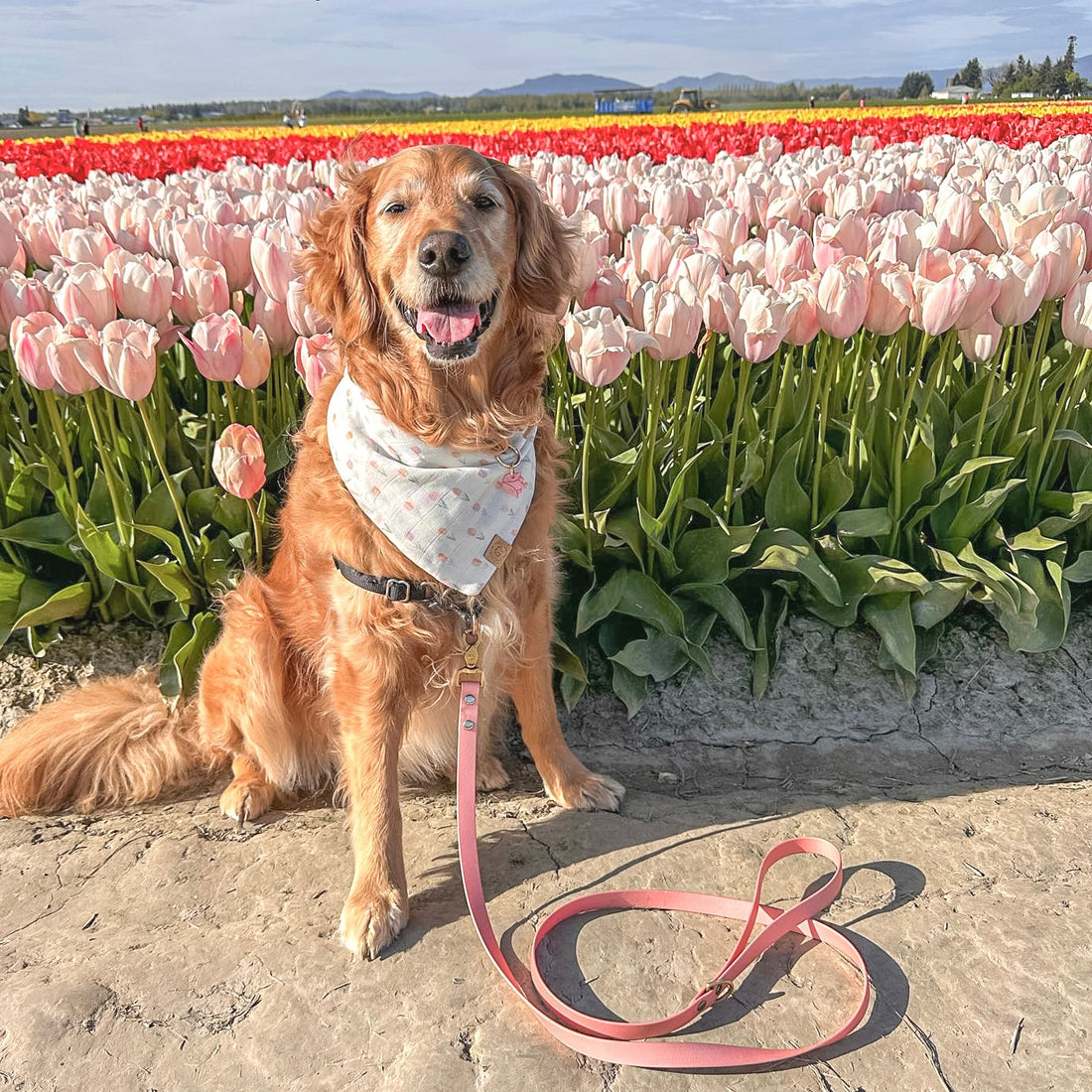 Tulip Field Bandana