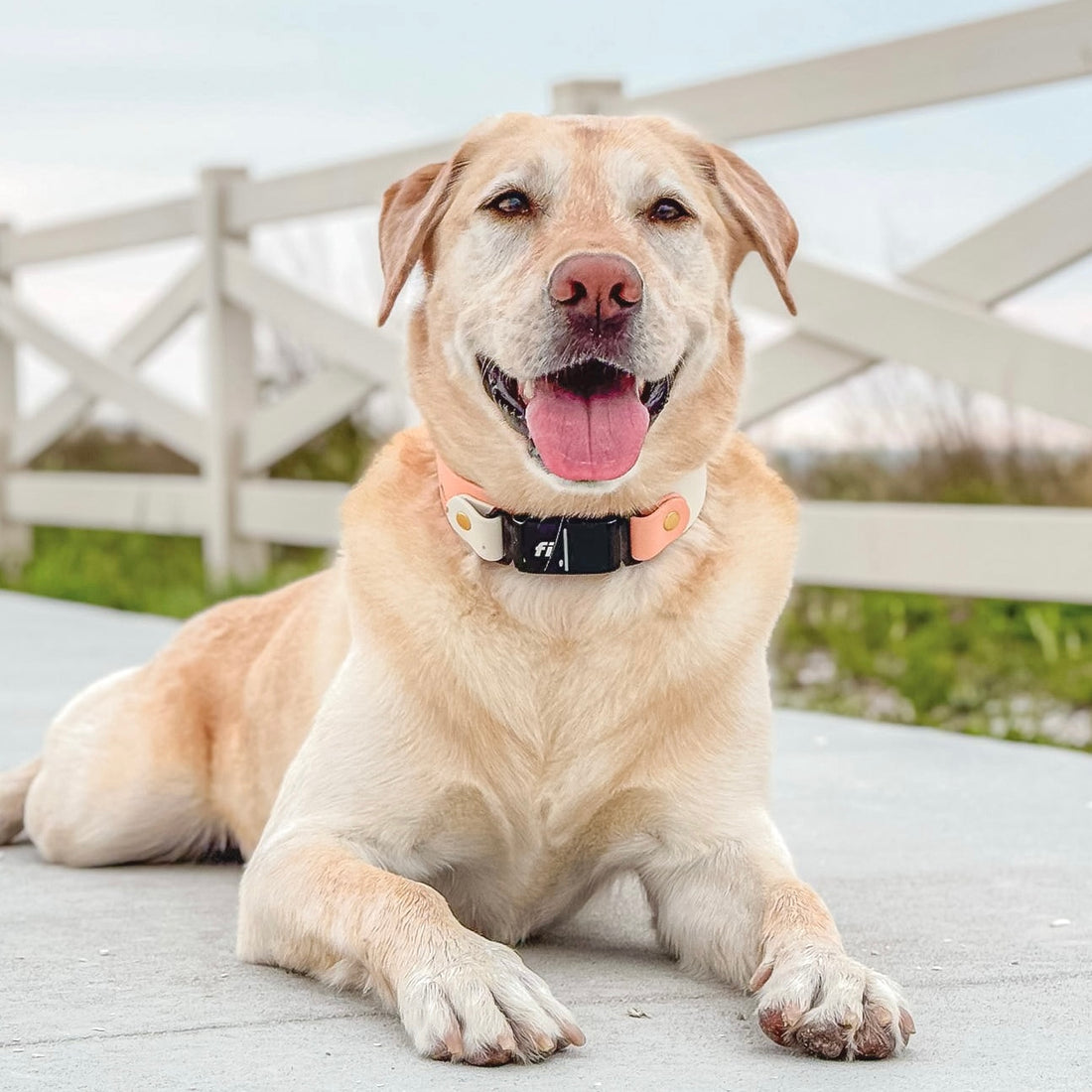 1.5" Fi Compatible Waterproof Slip Dog Collar