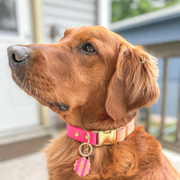 Two-Tone Waterproof Adjustable Quick Release Collar