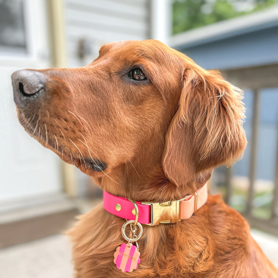 Two-Tone Waterproof Adjustable Quick Release Collar