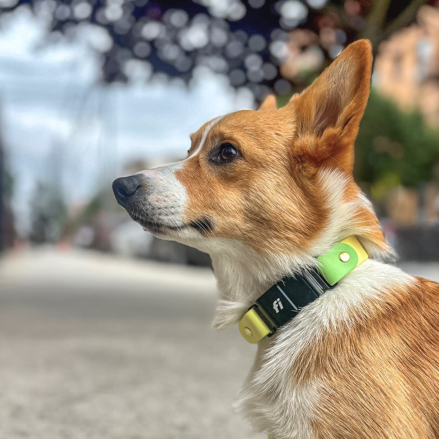 Fi Compatible  Waterproof Classic Collar