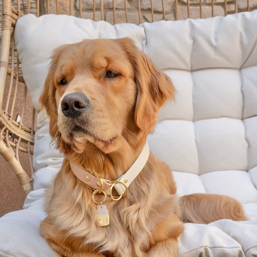 Two-Tone Waterproof Slip Collar