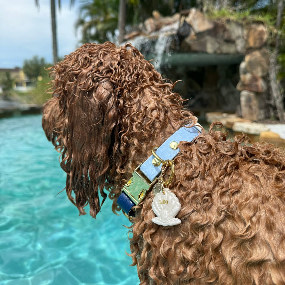 Two-Tone Waterproof Non-Adjustable Quick Release Collar