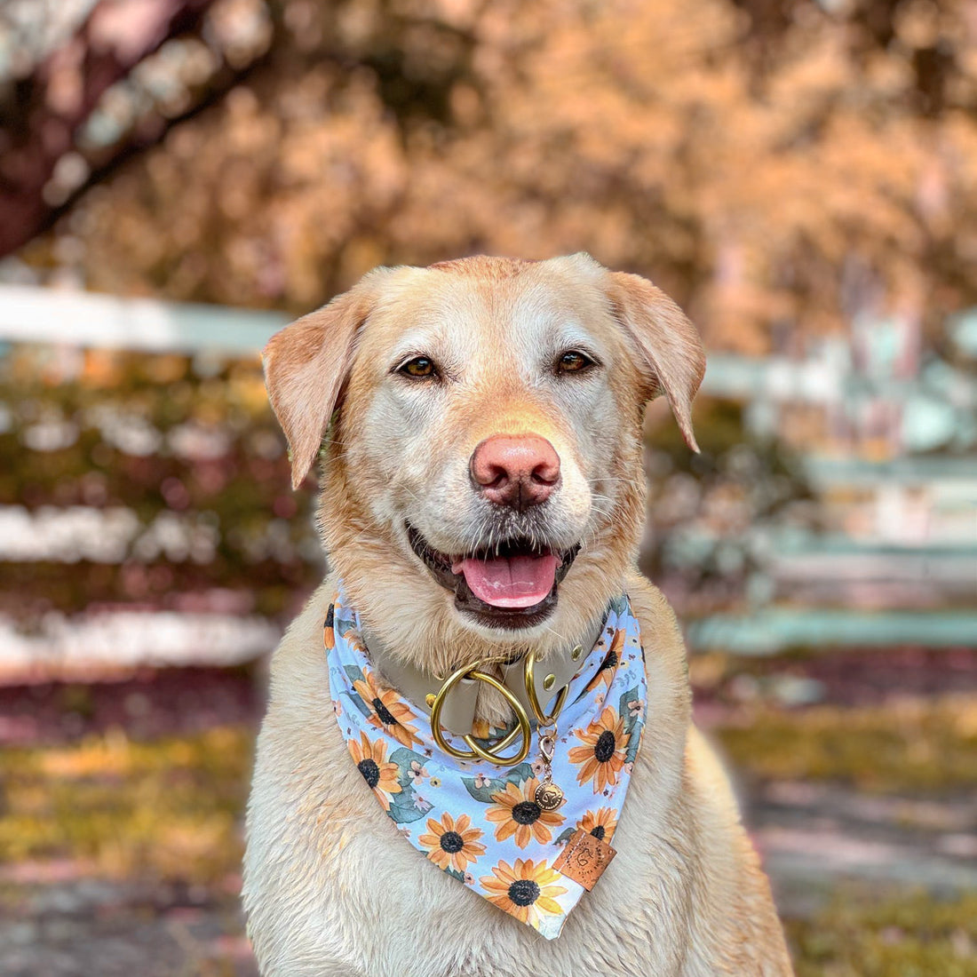 Sunflower Bandana
