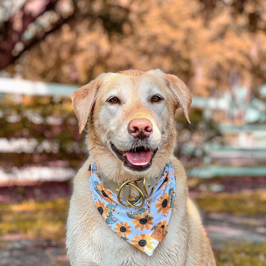 Sunflower Bandana