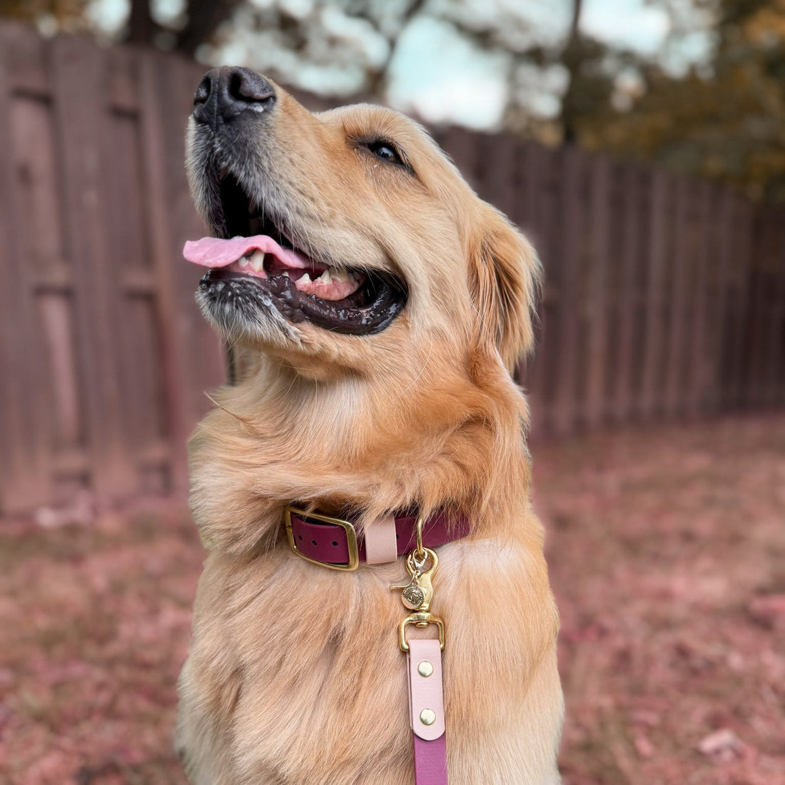 Waterproof Classic Buckle Dog Collar