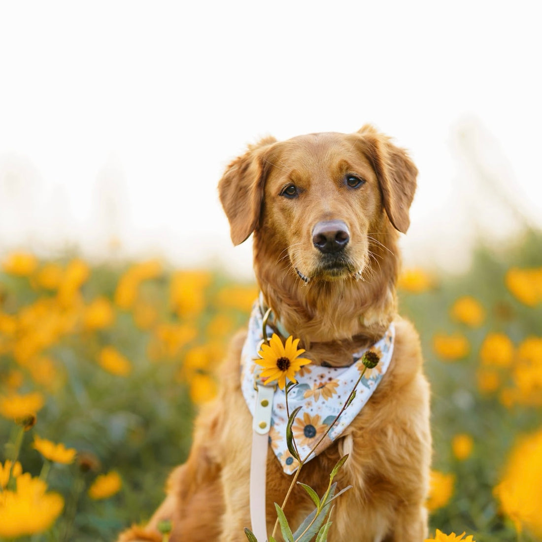 Sunflower Bandana
