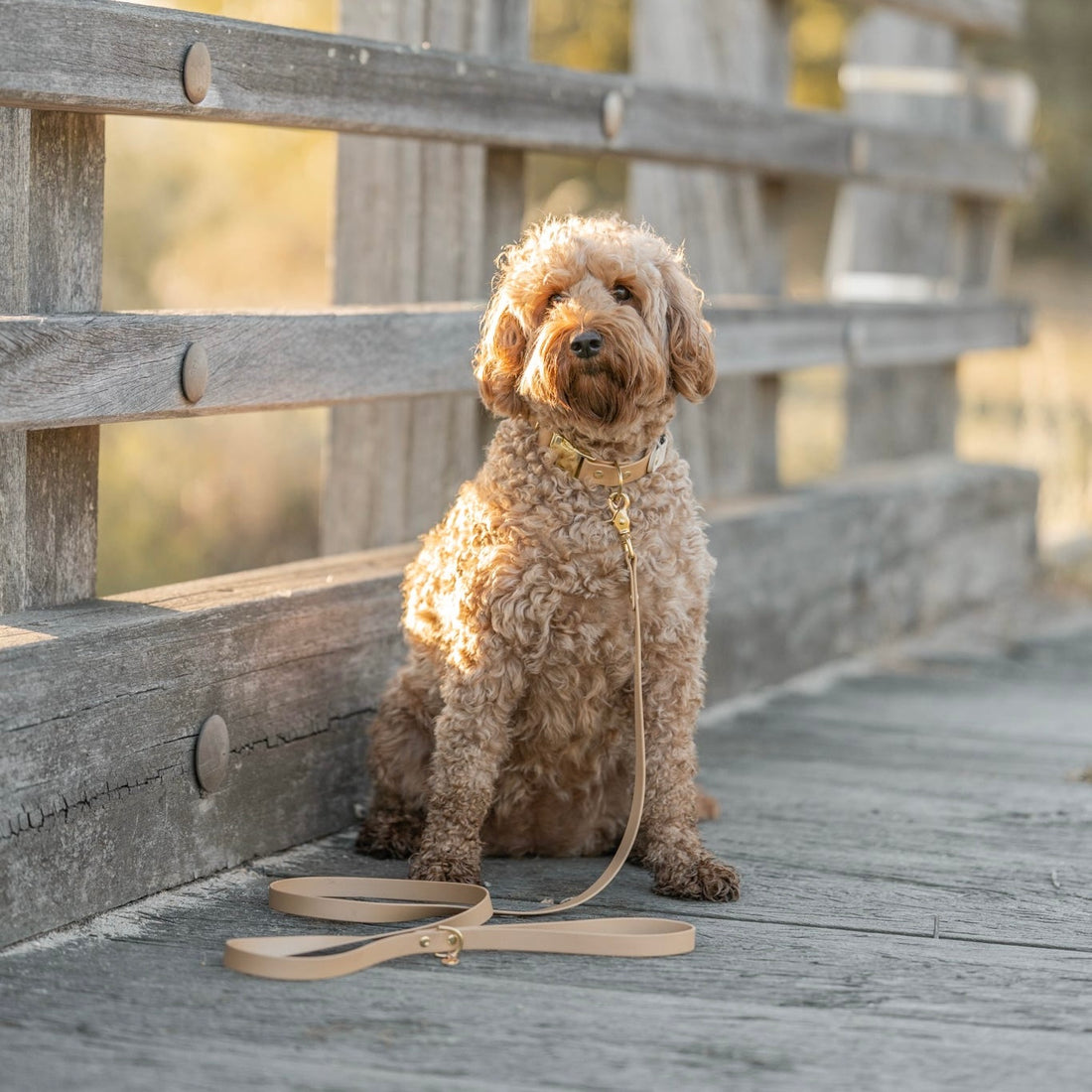 Standard Waterproof Dog Leash
