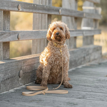 Standard Waterproof Dog Leash