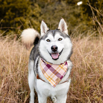 Wildberry Plaid Bandana