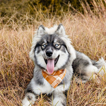 Pumpkin Plaid Bandana