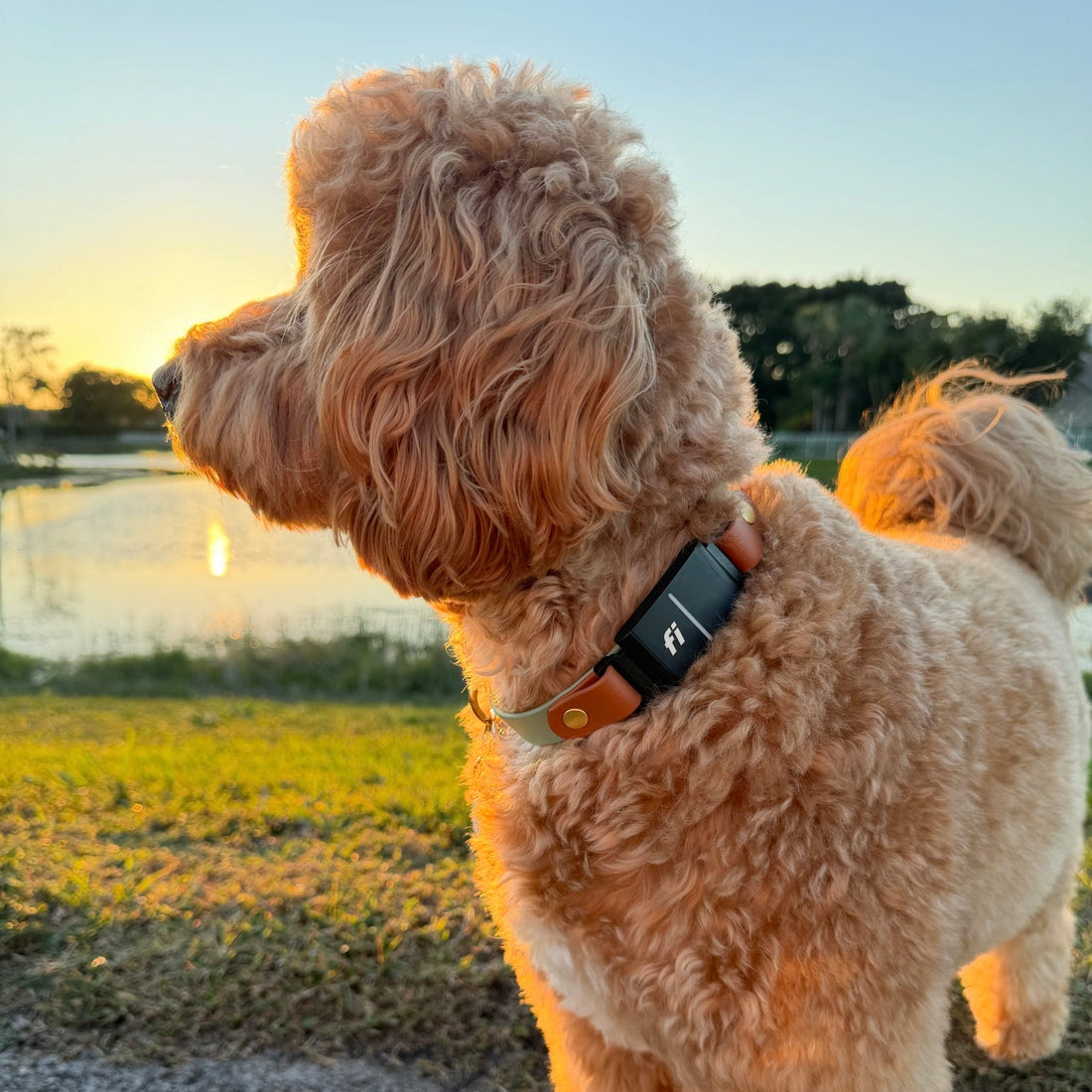 Fi Compatible Waterproof Non-Adjustable Quick Release Collar