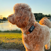 Fi Compatible Waterproof Non-Adjustable Quick Release Collar