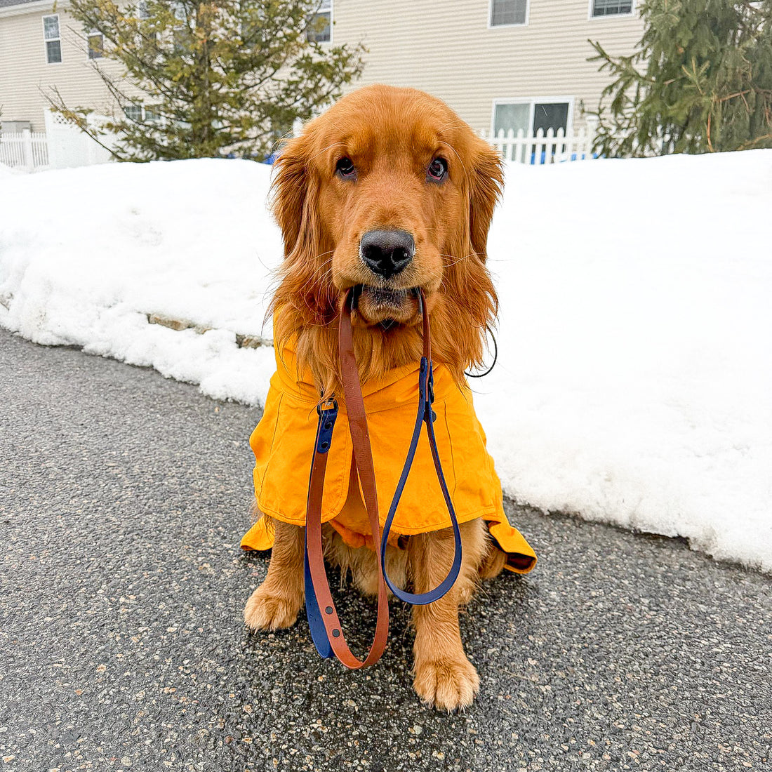 Two-Tone Waterproof Dog Leash