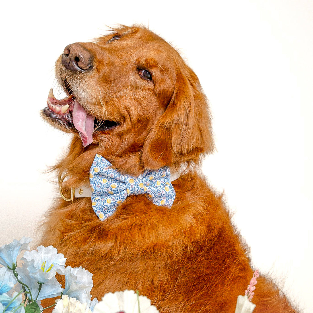 Amalfi Lemon Bow Tie