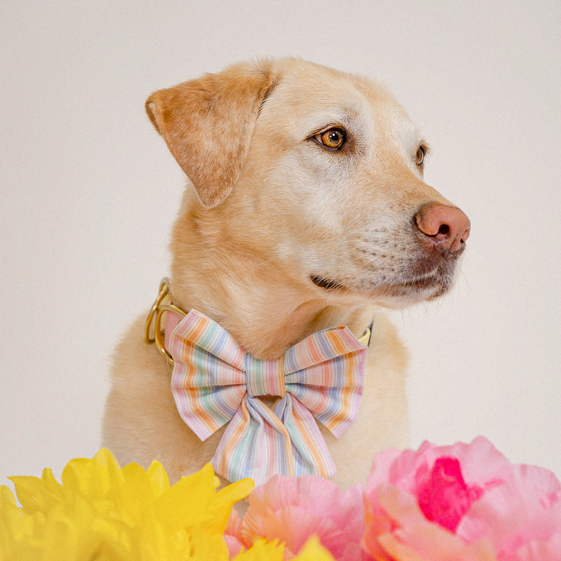 Spring Sorbet Sailor Bow