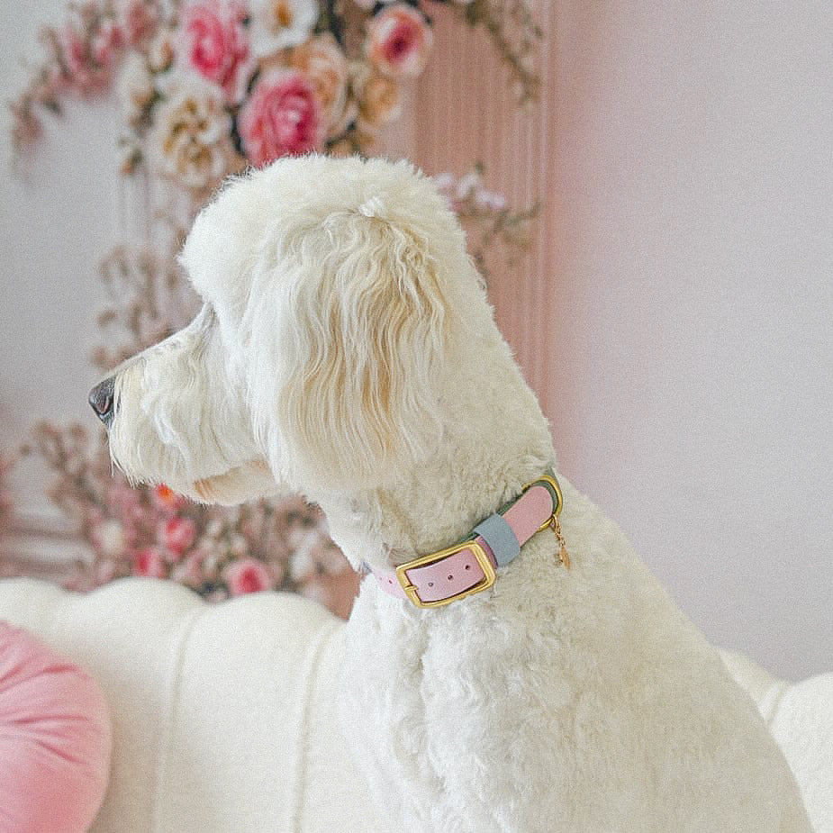 Two-Tone Waterproof Classic Buckle Dog Collar